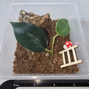 Pet Jumping Spider Sling Habitat Kit