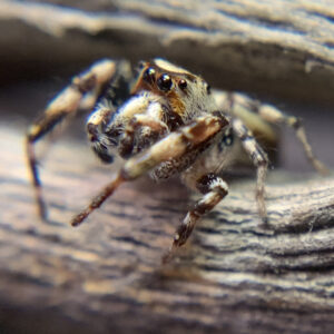 Metaphidippus chera Male