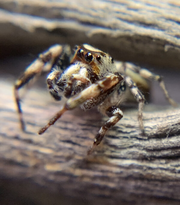 Metaphidippus chera Male