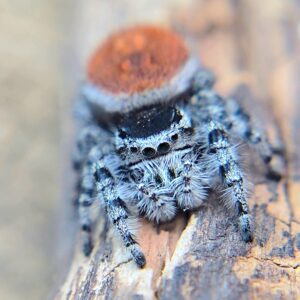 Phidippus tyrrelli Jumping Spider CB