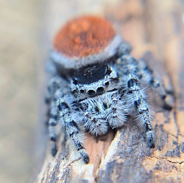 Phidippus tyrrelli Jumping Spider CB