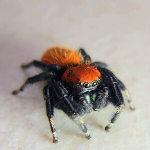 Apache Jumping Spider