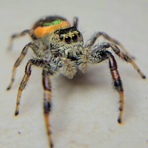 Paraphidippus aurantius Golden Jumping Spider