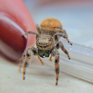 Phidippus clarus Brilliant Jumping Spider