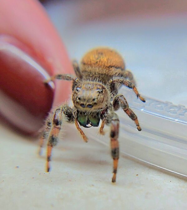 Phidippus clarus Brilliant Jumping Spider