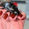 Black Tiger Hisser Hissing Cockroach