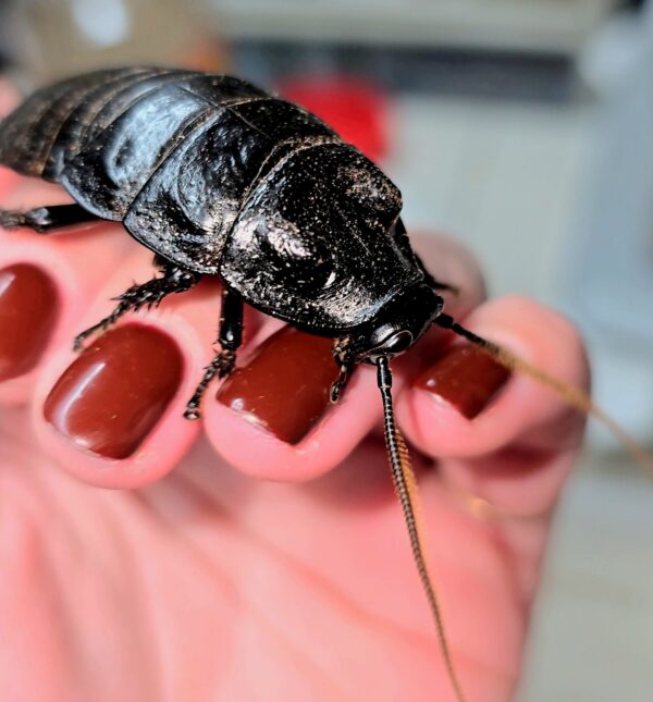 Black Tiger Hisser Hissing Cockroach