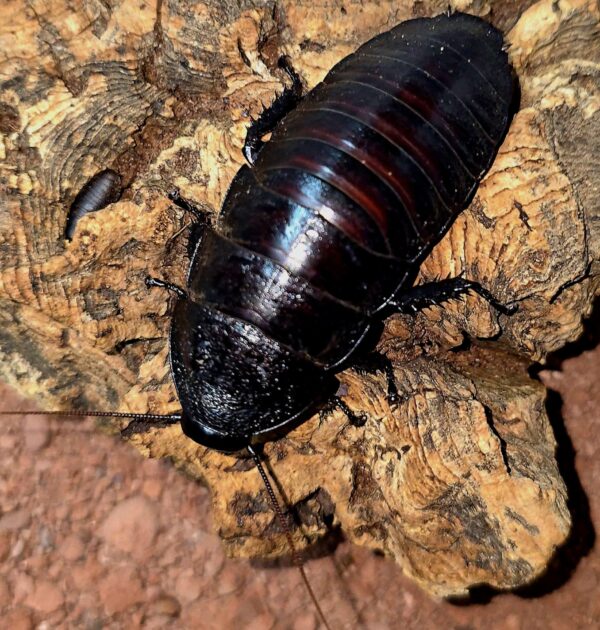 Black Tiger Hisser Hissing Cockroach