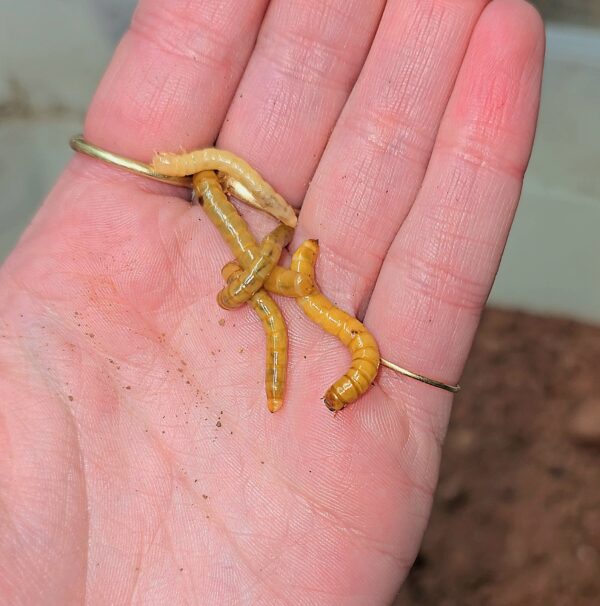 Desert Beetle Teneb Larvae