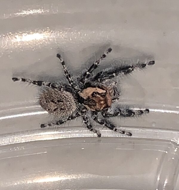 Phidippus asotus pink