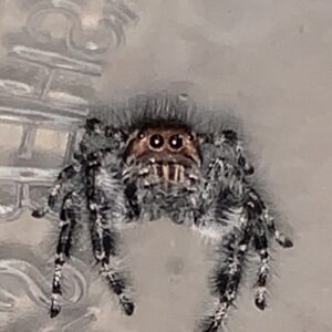 Phidippus asotus