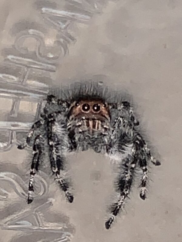 Phidippus asotus