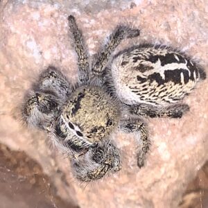 Phidippus texanus female