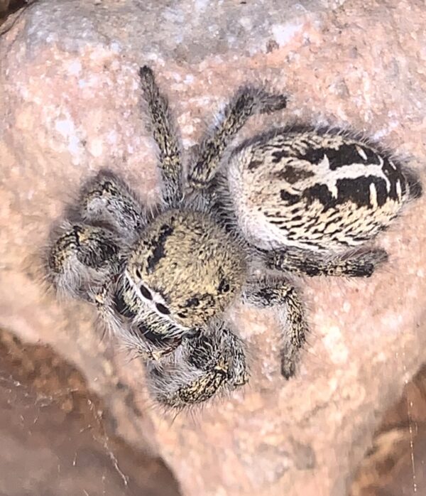 Phidippus texanus female