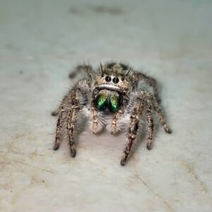 Phidippus texanus female