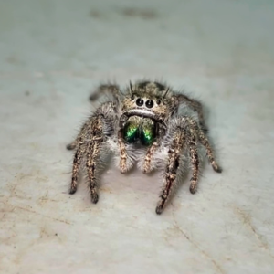 Phidippus texanus female