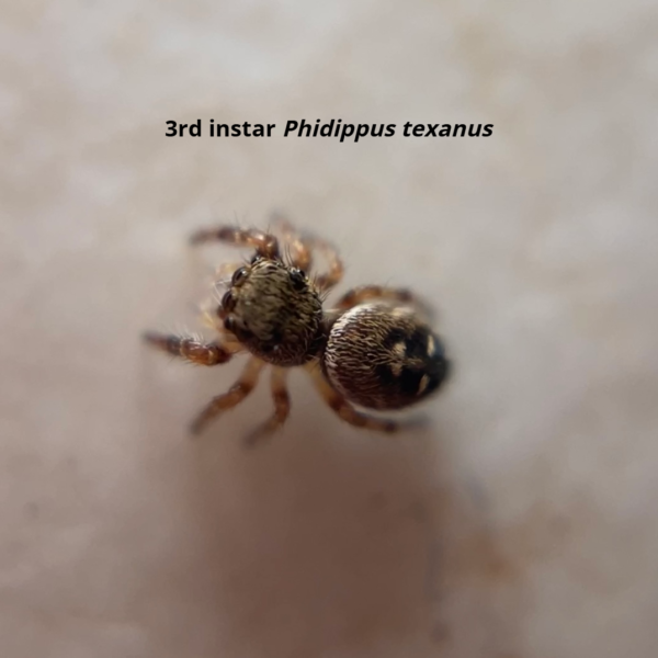 Phidippus texanus spiderling