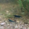 Buy Pet Blue Shrimp