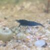 Buy Blue Dream Shrimp