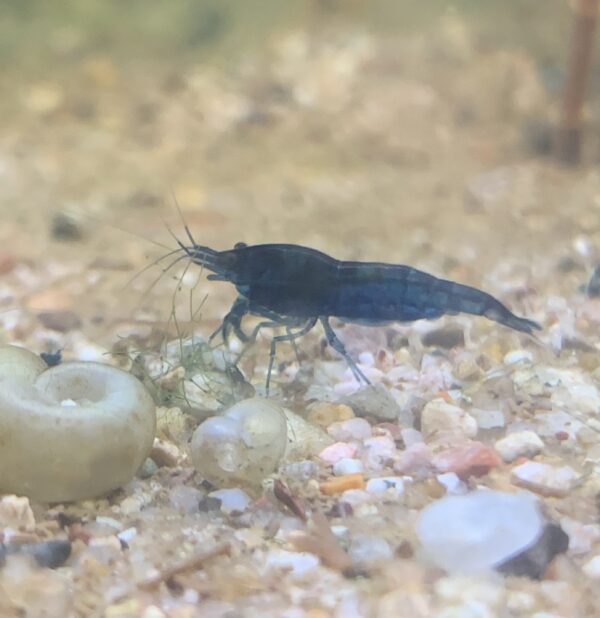 Buy Blue Dream Shrimp