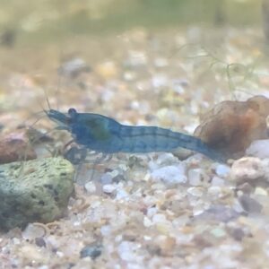 Blue Dream Shrimp Pet