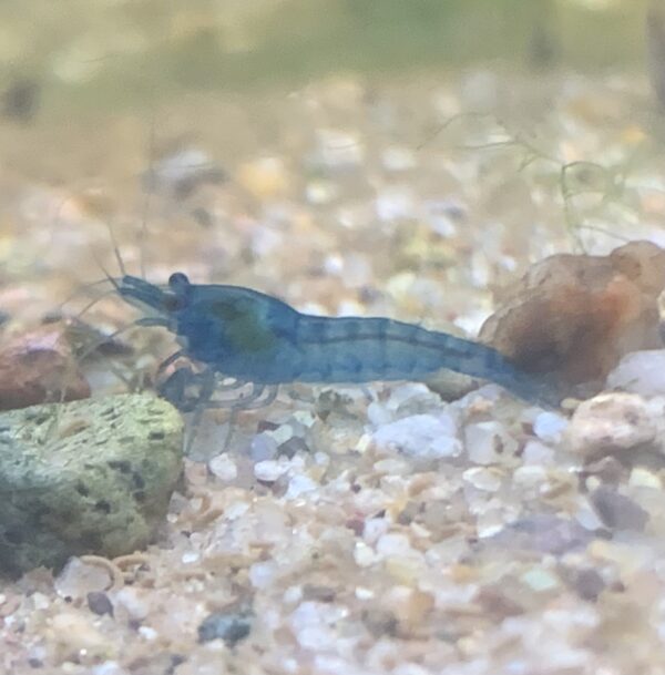 Blue Dream Shrimp Pet