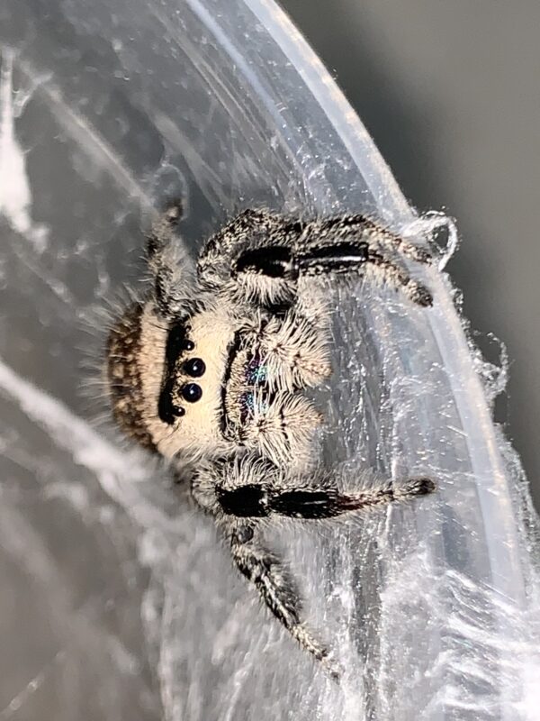 Close-up of a jumping spider.