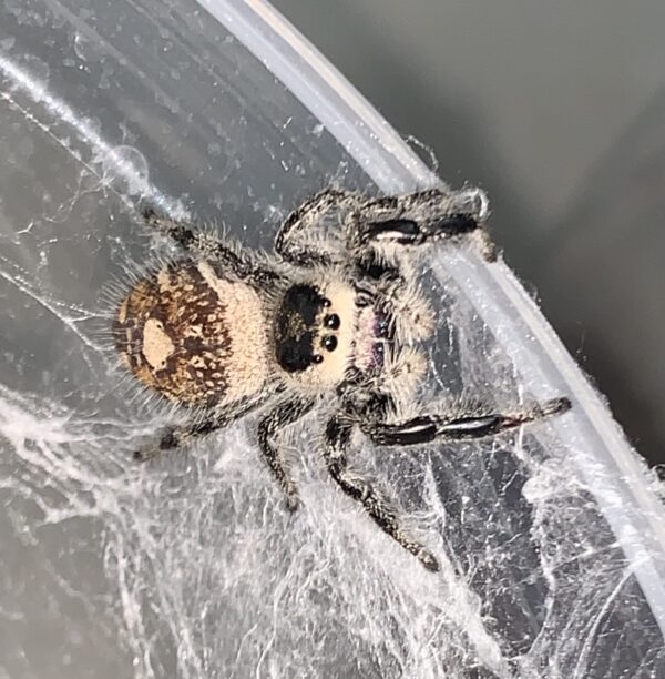 Here's an alt tag for the image: Small jumping spider on web.