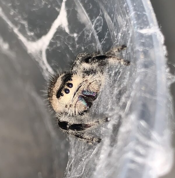 Here's an alt tag for the image: Jumping spider in its web.