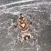Regal Jumping Spider Phiddipus regius