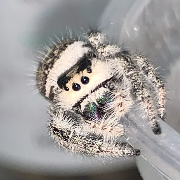 Regal Jumping Spider Phiddipus regius