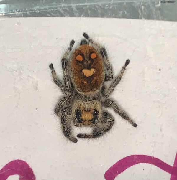 Smiling jumping spider on white background.