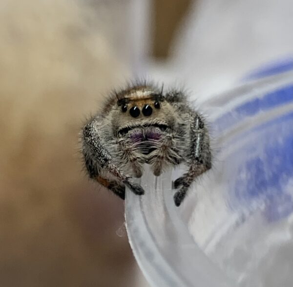 Here's a short alt tag for the image: Close-up of a jumping spider.