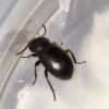 Micro Wooly Darkling Beetle