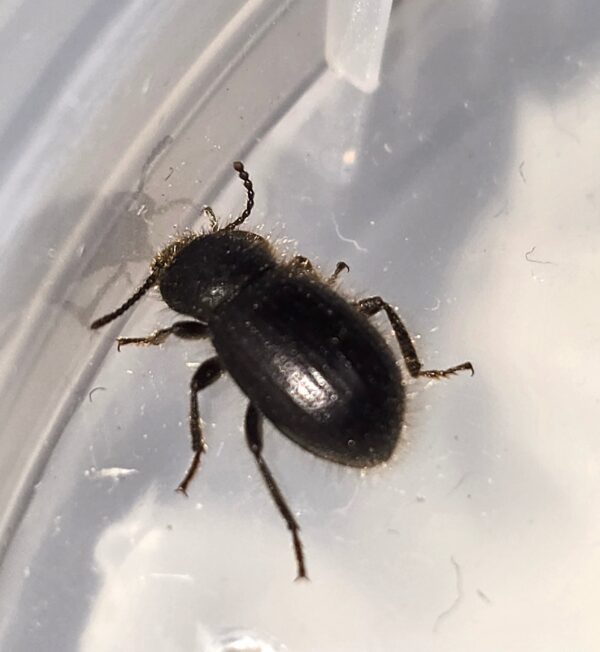 Micro Wooly Darkling Beetle