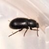 Micro Wooly Darkling Beetle - Image 2