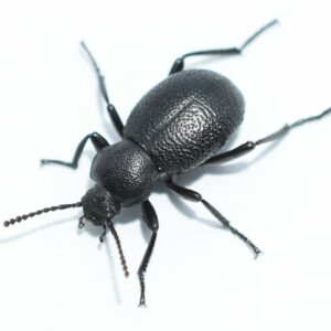 Blapylis pet darkling beetle