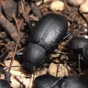 Cibdelis Oak Cluster Beetle