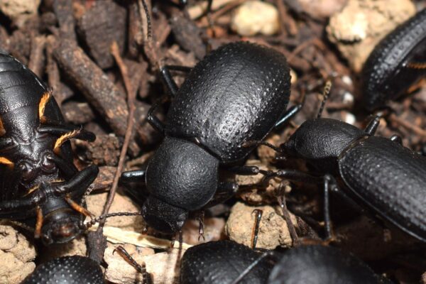 Cibdelis Oak Cluster Beetle