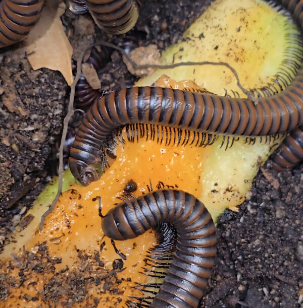 Paeromopus angusticeps Kingsnake Millipede - Image 2