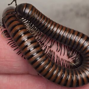 Paeromopus angusticeps Kingsnake Millipede