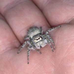 Ghost Teddy Bear Spiderling Phidippus octopunctatus