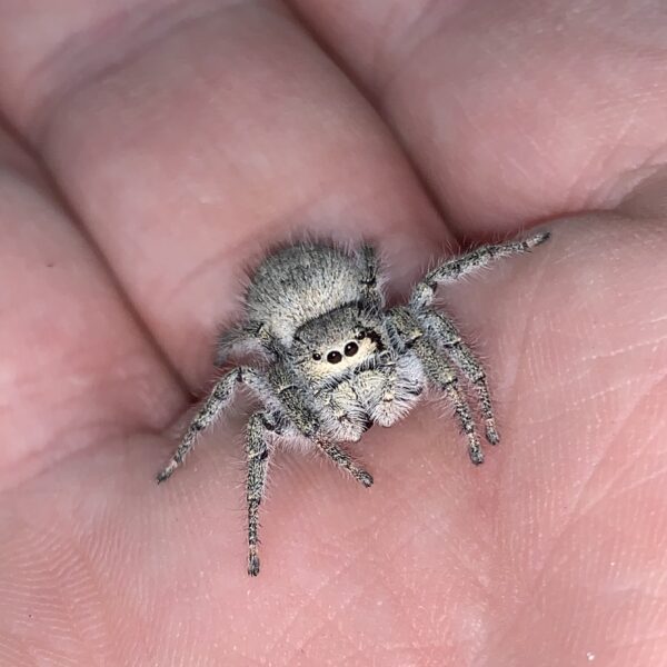 Ghost Teddy Bear Spiderling Phidippus octopunctatus