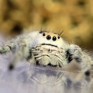Regal Jumping Spider Spiderling Snowflake