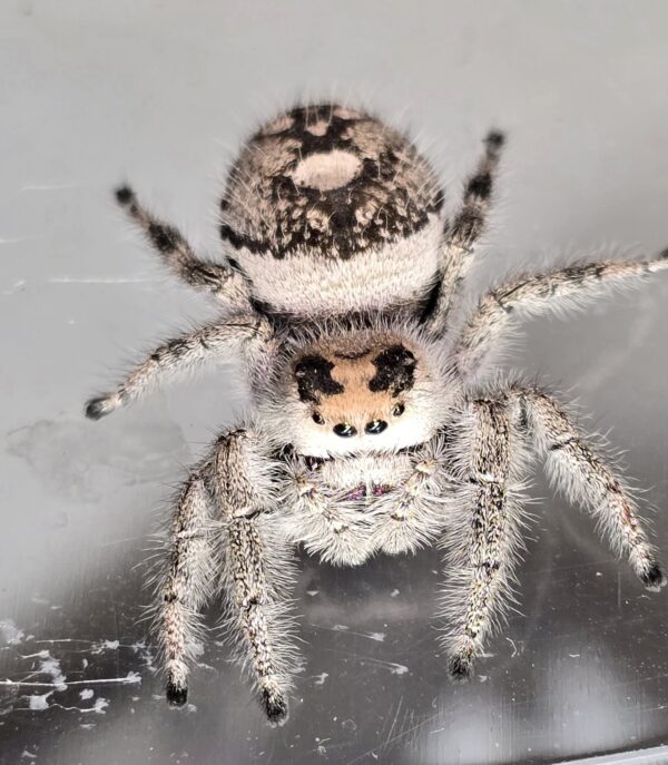 Regal Jumping Spider Spiderling Snowflake - Image 3