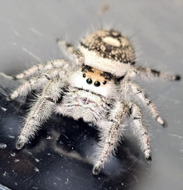 Regal Jumping Spider Spiderling Snowflake - Image 2