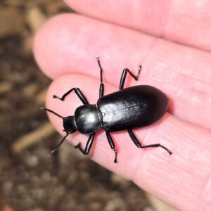 False Mealworm Beetle