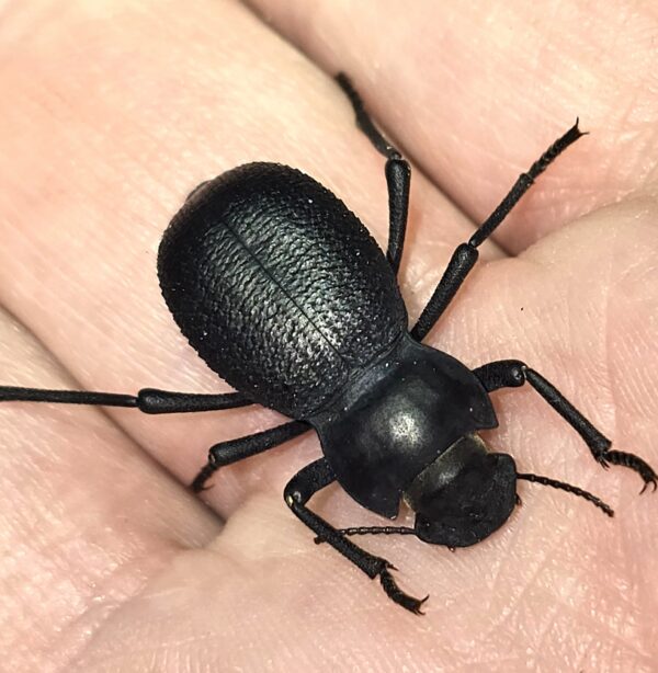 Schizillus laticeps