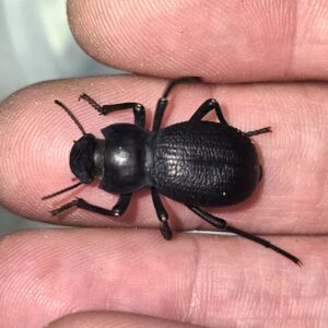 Schizillus laticeps