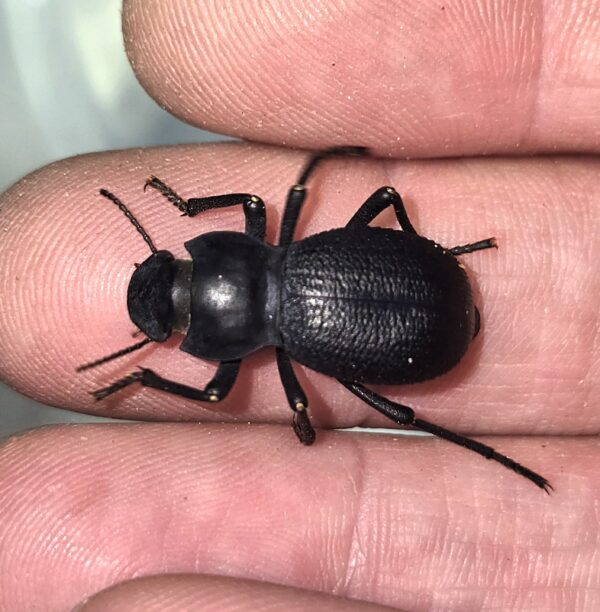 Schizillus laticeps